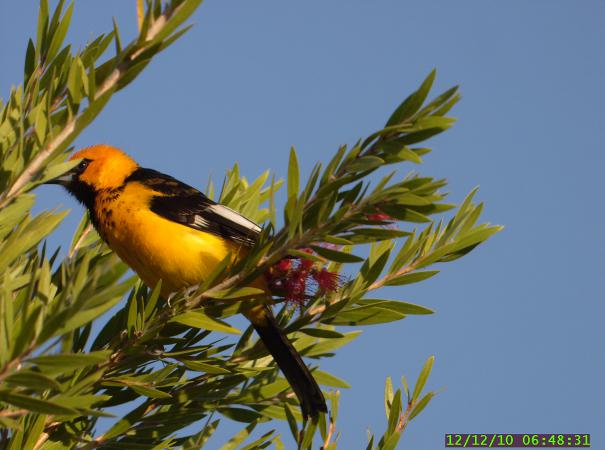 Photo (4): Spot-breasted Oriole