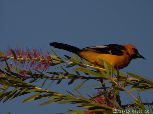 Photo (7): Spot-breasted Oriole