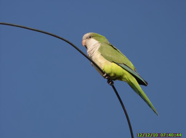 Photo (5): Monk Parakeet