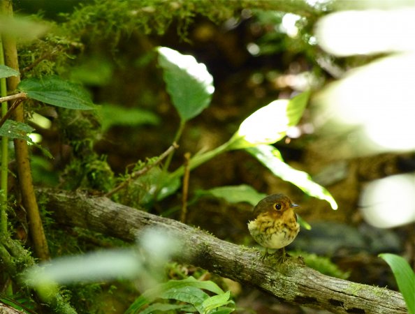 Photo (1): Ochre-breasted Antpitta