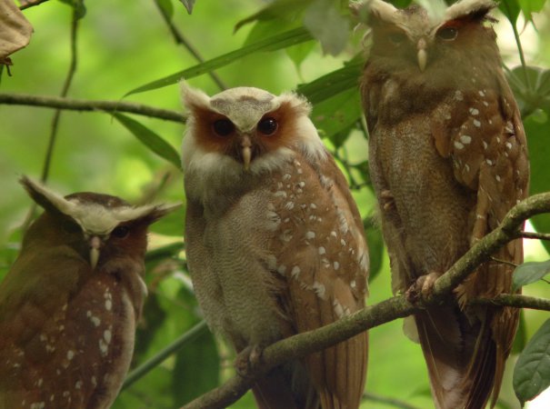 Photo (1): Crested Owl