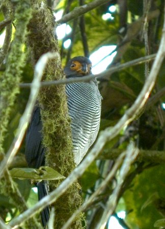 Photo (1): Barred Forest-Falcon