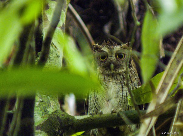 Photo (5): Tropical Screech-Owl