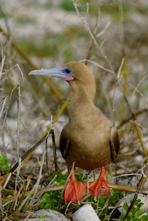 Photo (1): Red-footed Booby