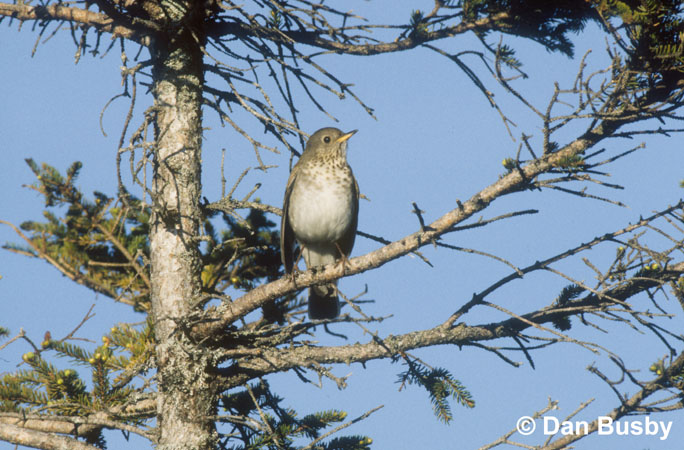 Photo (1): Bicknell's Thrush