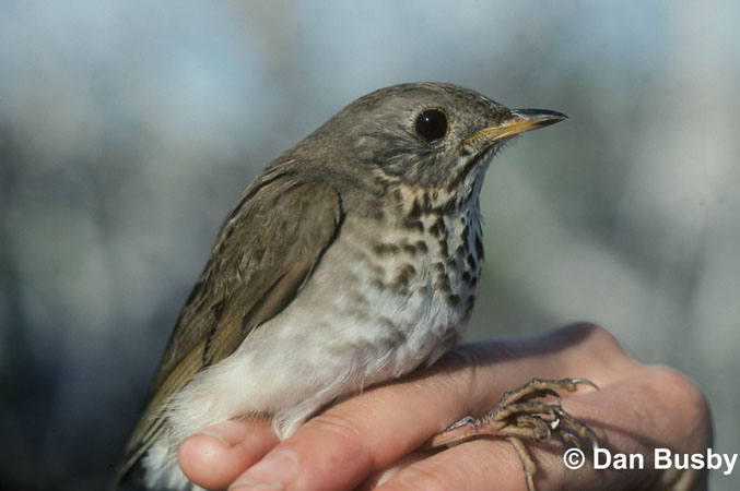 Photo (2): Bicknell's Thrush