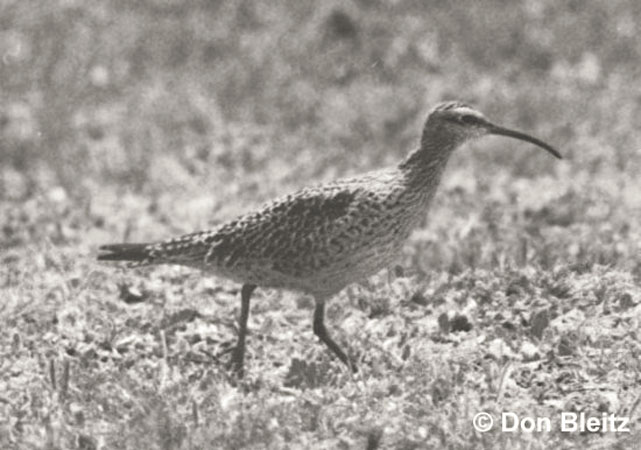 Photo (1): Eskimo Curlew
