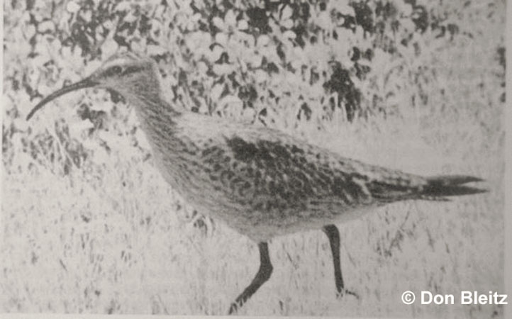 Photo (2): Eskimo Curlew