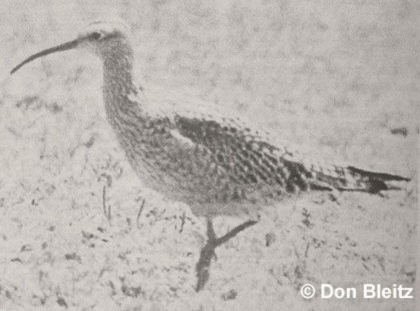 Photo (3): Eskimo Curlew