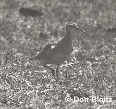 Photo (4): Eskimo Curlew