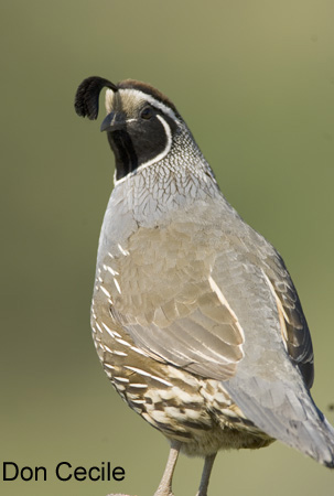 Photo (10): California Quail