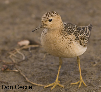 Photo (14): Buff-breasted Sandpiper