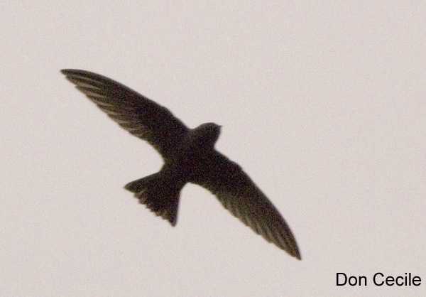 Photo (1): Black Swift