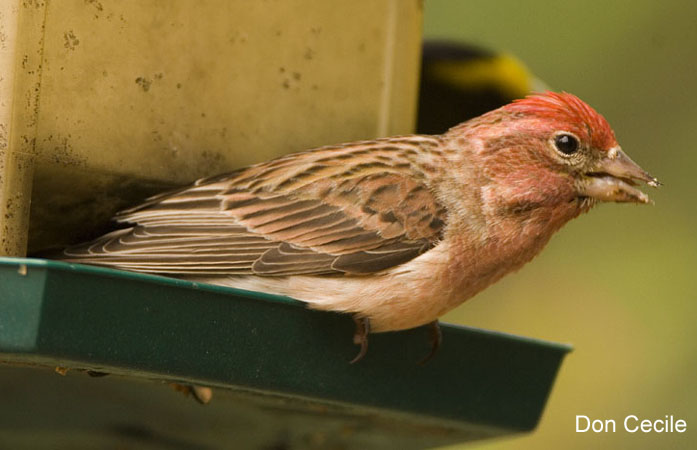 Photo (5): Cassin's Finch