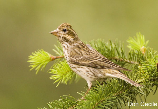 Photo (2): Cassin's Finch