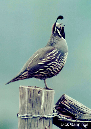 Photo (21): California Quail