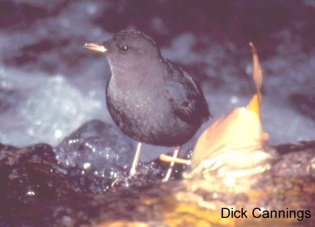 Photo (10): American Dipper