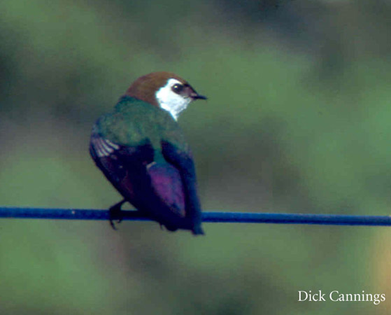 Photo (16): Violet-green Swallow