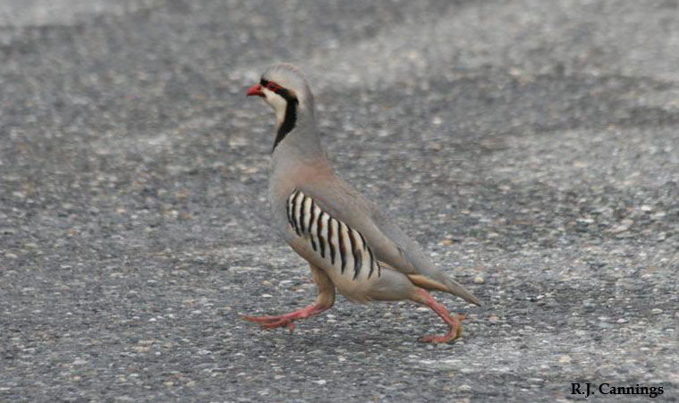 Photo (3): Chukar
