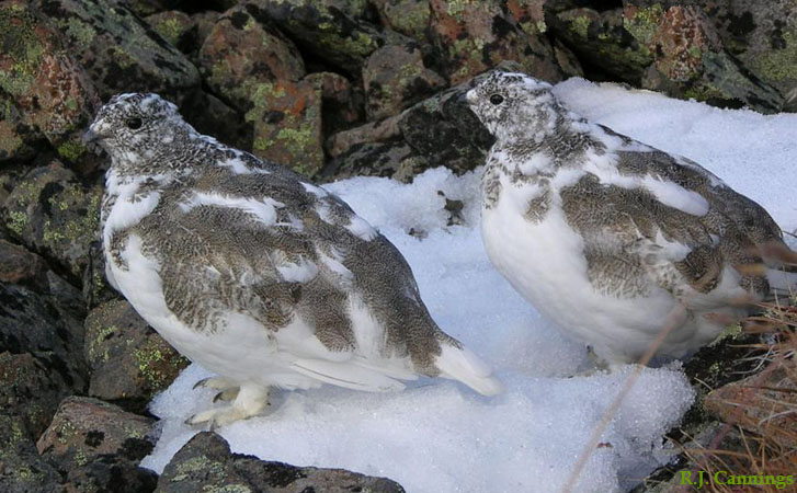Photo (1): White-tailed Ptarmigan
