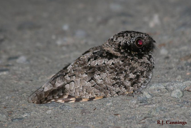 Photo (2): Common Poorwill