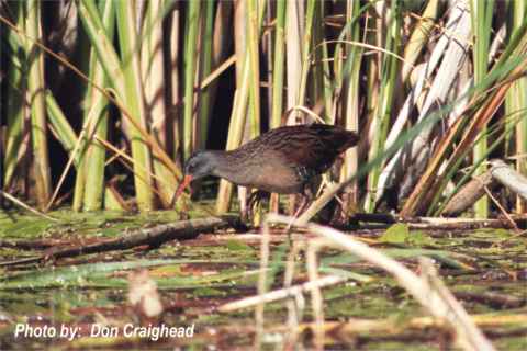 Photo (22): Virginia Rail