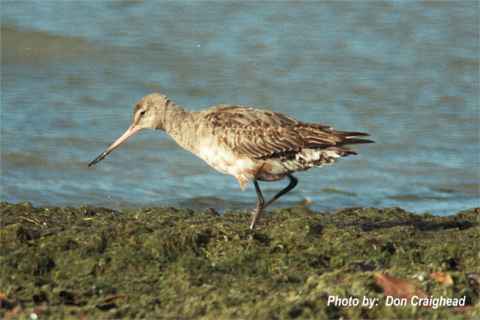 Photo (16): Hudsonian Godwit