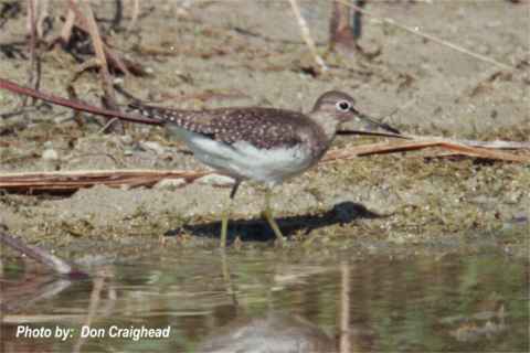 Photo (7): Solitary Sandpiper