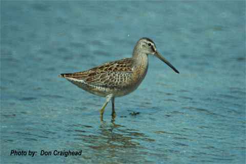 Photo (3): Short-billed Dowitcher