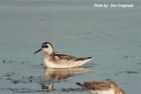 Photo (15): Red-necked Phalarope