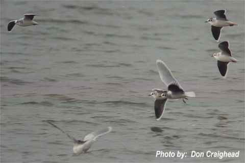 Photo (11): Little Gull