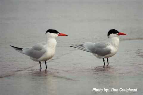 Photo (4): Caspian Tern