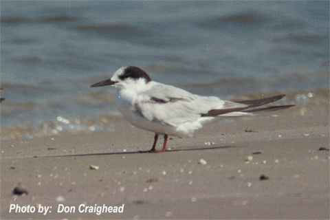 Photo (16): Common Tern