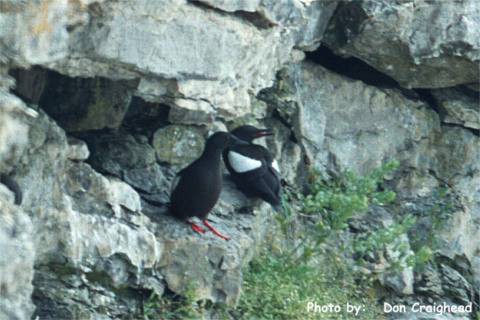 Photo (5): Black Guillemot