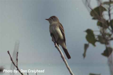 Photo (5): Willow Flycatcher
