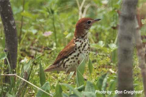 Photo (16): Wood Thrush