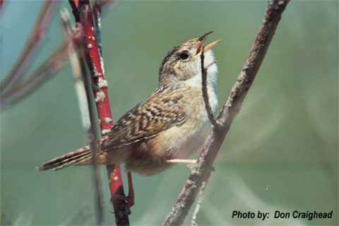 Photo (6): Sedge Wren