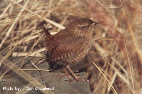 Photo (1): Winter Wren