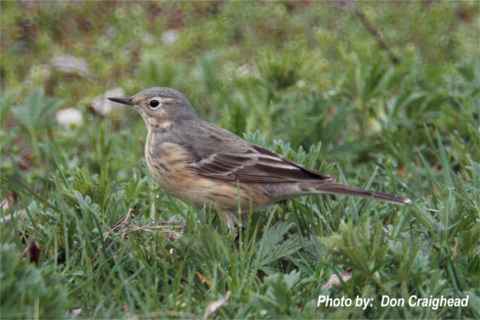 Photo (15): American Pipit