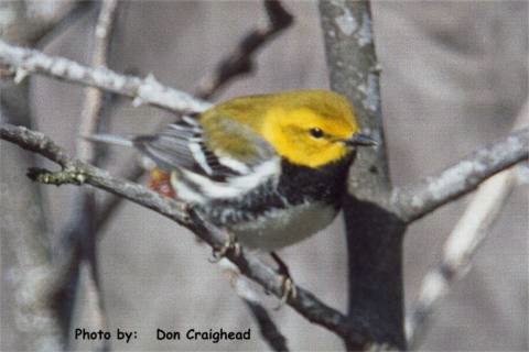 Photo (22): Black-throated Green Warbler