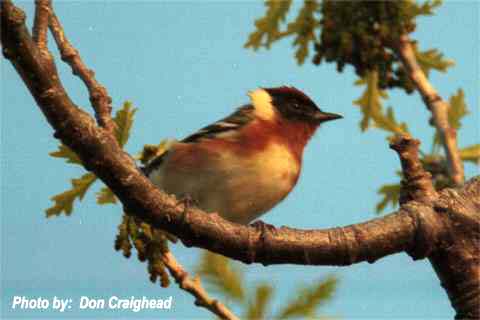 Photo (5): Bay-breasted Warbler