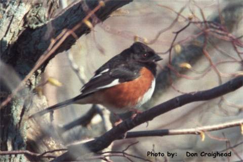Photo (11): Eastern Towhee