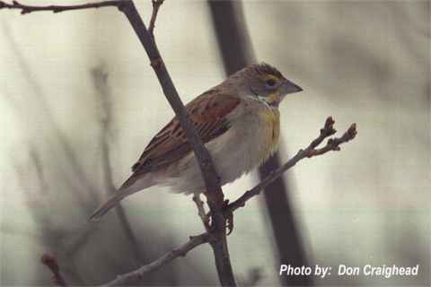 Photo (12): Dickcissel