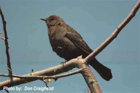 Photo (10): Brewer's Blackbird