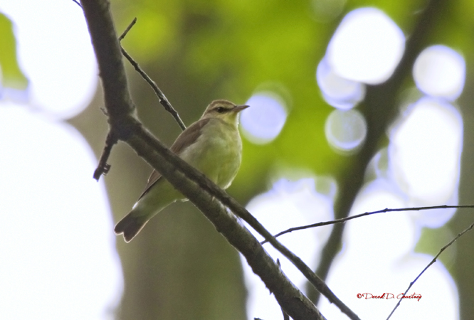 Photo (2): Swainson's Warbler