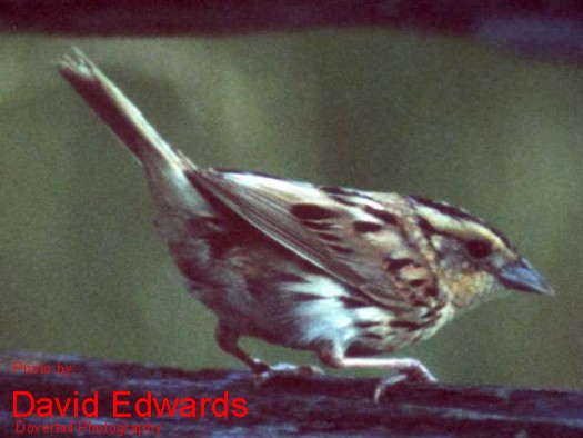 Photo (5): Le Conte's Sparrow