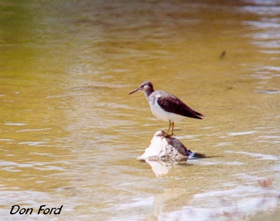 Photo (8): Solitary Sandpiper