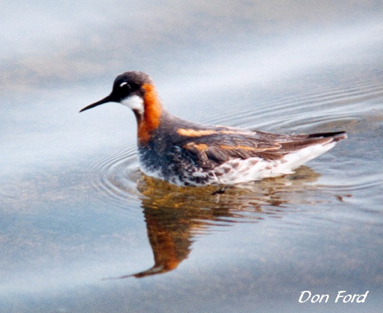 Photo (8): Red-necked Phalarope