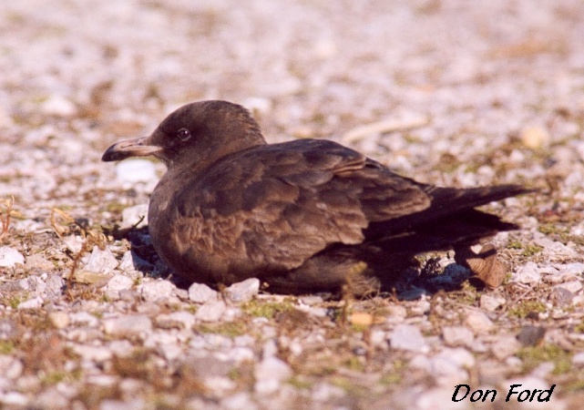 Photo (18): Heermann's Gull
