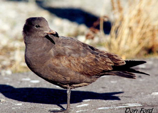 Photo (16): Heermann's Gull